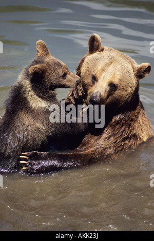 Ours brun (Ursus arctos), Cub jouant avec la mère dans l'eau Banque D'Images