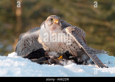 Faucon lanier (Falco biarmicus) sur les proies dans la neige Banque D'Images