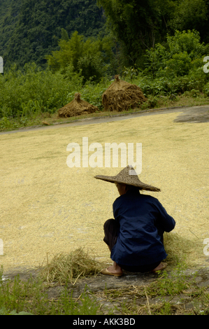 Chine Guangxi Yangshuo Vieille Femme Contrôle de séchage du riz récolté au rez-de-chaussée Banque D'Images