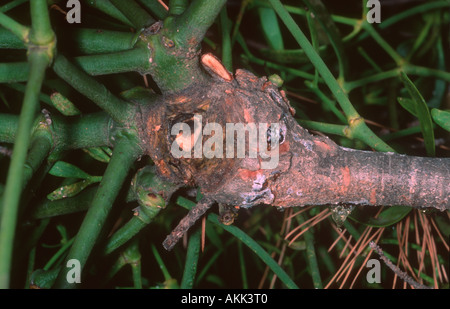 Arbuste gui, Viscum album. Close up Direction générale de sortir de Pine Tree branch Banque D'Images