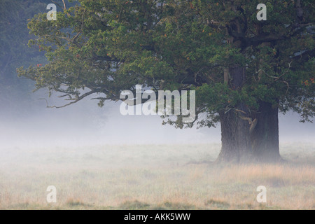 Vieux Chêne (Quercus sp.) dans la brume du matin Banque D'Images