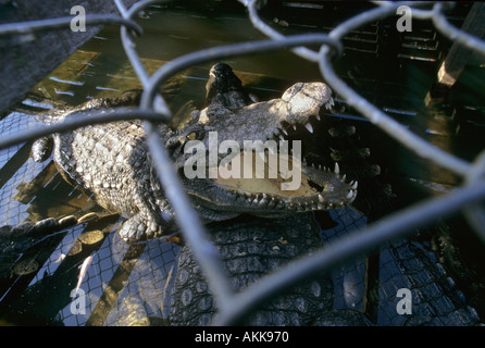 Crocodile Crocodylus siamensis siamois élevage skins pour village flottant Prek Toal Cambodge Tonle Sap Banque D'Images