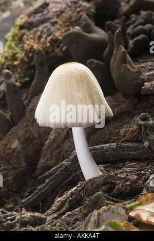 Cap d'encre scintillante champignon Coprinus micaceus Banque D'Images