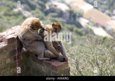 Singes de barbarie toilettage, Gibraltar Banque D'Images