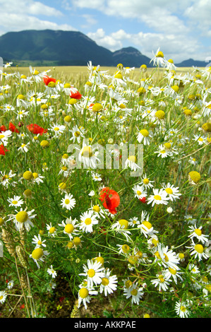 Common Poppy and field, Slovakia Banque D'Images