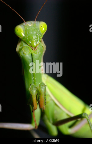 Mante religieuse Banque D'Images