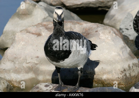 Branta leucopsis Banque D'Images