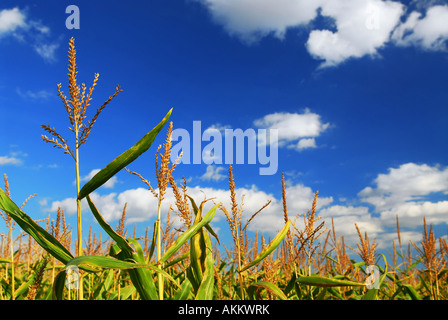 Terrain agricole avec la culture du maïs sous ciel bleu Banque D'Images