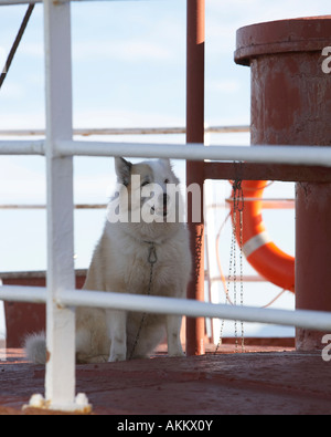 Le chien de berger islandais sur chalutier baleines -Hvalur 9, de l'Islande Banque D'Images