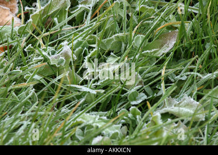 Givre sur une mauvaise herbe pelouse en Novembre Banque D'Images