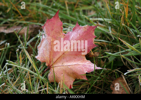 Une feuille d'érable rouge pose dans l'herbe avec des cristaux de glace sur elle Banque D'Images