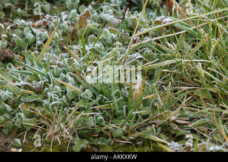 La végétation couverte de givre Banque D'Images