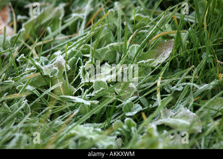 Des cristaux de glace ou de givre sur l'herbe Banque D'Images