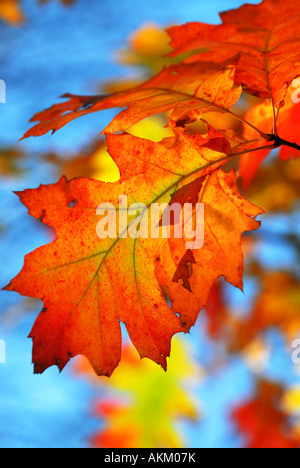 Branche de chêne avec des feuilles d'automne en forêt d'automne sur fond de ciel bleu Banque D'Images