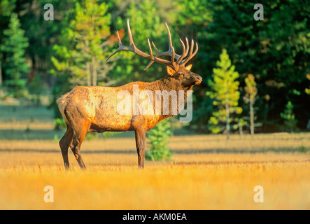 Bull Elk 7 Banque D'Images