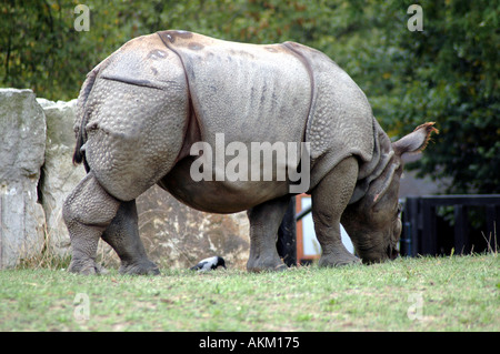 Rhinocéros indien Rhinoceros unicornis Banque D'Images