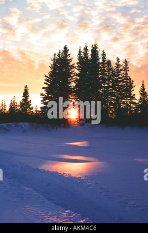 Coucher du soleil sur la neige à travers les pins à Happy Valley Goose Bay au Labrador Canada Amérique du Nord Banque D'Images
