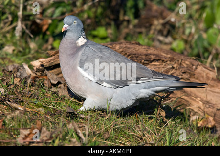 Pigeon ramier Columba palumbus debout à Potton alerte Bedfordshire Banque D'Images