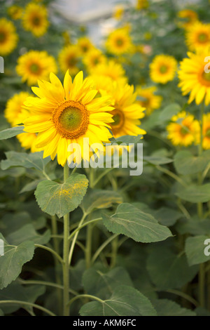 De plus en plus de tournesols dans un champ au soleil Banque D'Images