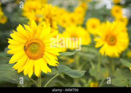 De plus en plus de tournesols dans un champ au soleil Banque D'Images