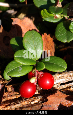 , Airelle rouge Vaccinium vitis idaea, à Cannock Chase, Staffordshire, England, UK Banque D'Images