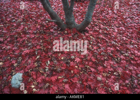 Les feuilles d'automne rouge Érable japonais Banque D'Images