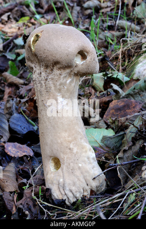 En forme de pilon, Vesse-Handkea excipuliformis, à Cannock Chase, Staffordshire, England, UK Banque D'Images