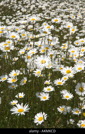 Une profusion de marguerites oxeye par une route principale Banque D'Images