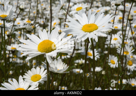 Une profusion de marguerites oxeye par une route principale Banque D'Images