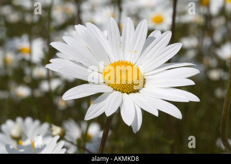 Une profusion de marguerites oxeye par une route principale Banque D'Images