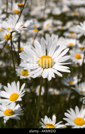 Une profusion de marguerites oxeye par une route principale Banque D'Images