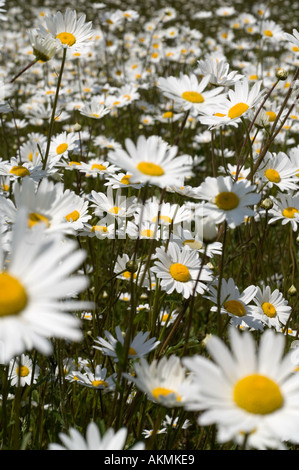 Une profusion de marguerites oxeye par une route principale Banque D'Images