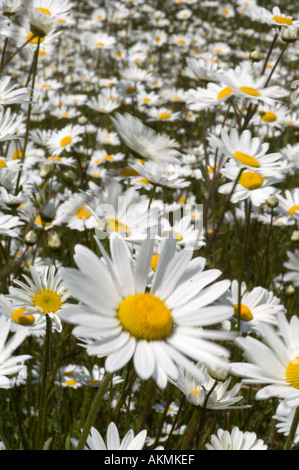 Une profusion de marguerites oxeye par une route principale Banque D'Images