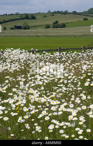 Une profusion de marguerites oxeye par une route principale Banque D'Images