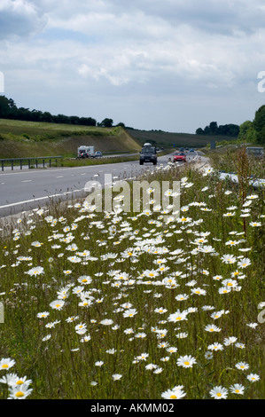 Une profusion de marguerites oxeye par une route principale Banque D'Images