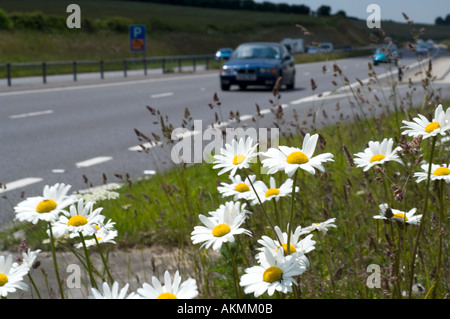 Une profusion de marguerites oxeye par une route principale Banque D'Images