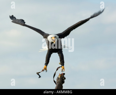 Pygargue à tête blanche Haliaeetus leucocephalus Banque D'Images