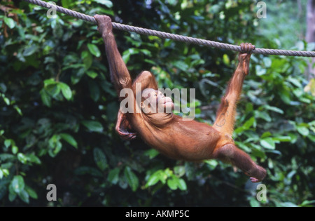 Les jeunes au centre de réhabilitation de Sepilok orang-outans de Bornéo en Malaisie Banque D'Images