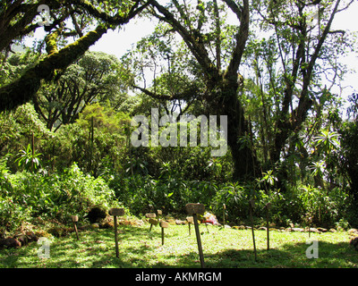 La dernière demeure de Dian Fossey Banque D'Images