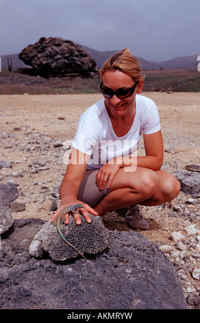 Et touristiques coureur bleu Cnemidophorus murinus ruthveni Antilles néerlandaises Bonaire Washington Slagbaai National Park Banque D'Images