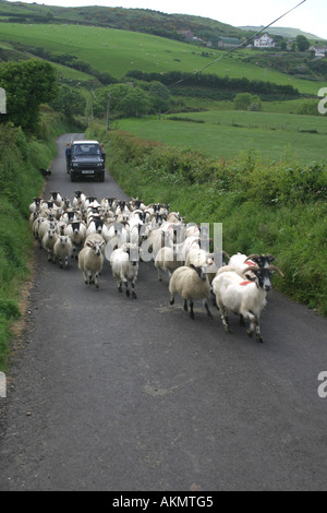 Troupeaux de moutons le long d'un chemin de campagne près de Torr Head, dans le comté d'Antrim, en Irlande du Nord