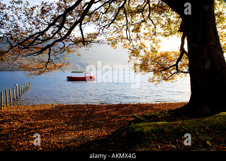 Tôt le matin, la lumière du soleil d'automne brille à travers arbre sur la banque de Coniston Water, Parc National de Lake District, Cumbria UK Banque D'Images