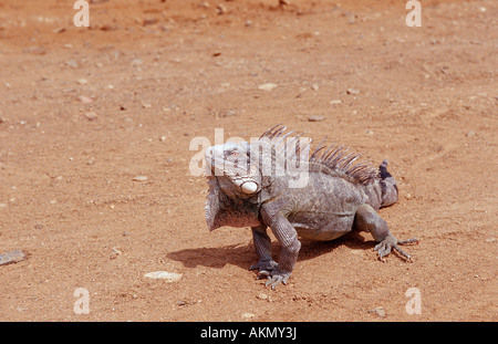 Leguan vert green iguana Iguana iguana Antilles néerlandaises Bonaire Bonaire Washington Slagbaai National Park Pos Mangel Banque D'Images