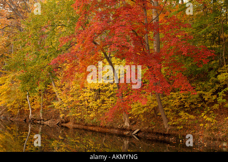 Couleurs d'automne le long du Canal de l'Ohio Chesapeake Grand Falls National Park Maryland USA Banque D'Images