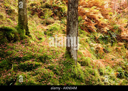 Paysage forestiers automnales prises dans le district du lac sur le chemin de l'Tarn Hows le long Tom Gill. Banque D'Images