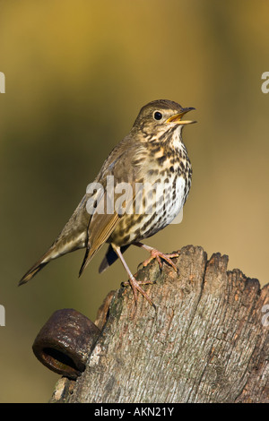 Grive musicienne Turdus philomelos perché sur ancienne porte de Potton post Bedfordshire Banque D'Images