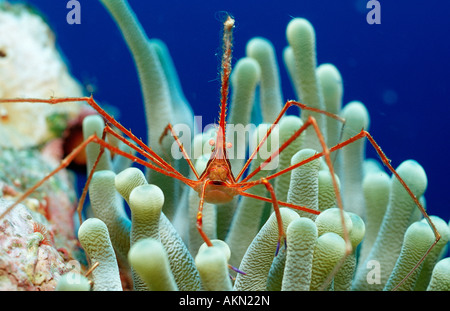 Stenorhynchus seticornis hermit crab spider Netherlands Antilles Mer des Caraïbes Bonaire Banque D'Images