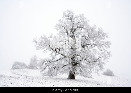 Mighty Oak tree in winter Banque D'Images