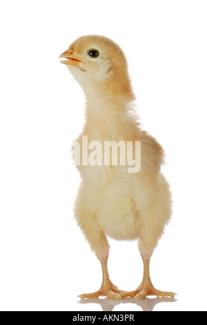 Cute little Baby Chicken Banque D'Images