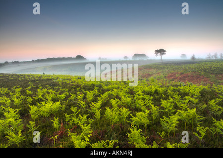 La nouvelle croissance luxuriante des frondes de fougères enregistrez jusqu'à un matin brumeux, parc national New Forest, Hampshire Banque D'Images